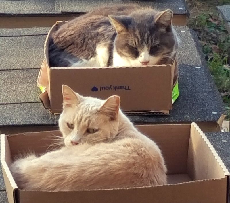 cats sitting in boxes