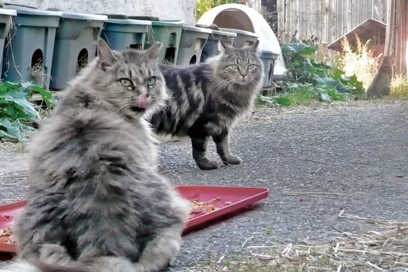 two community cats