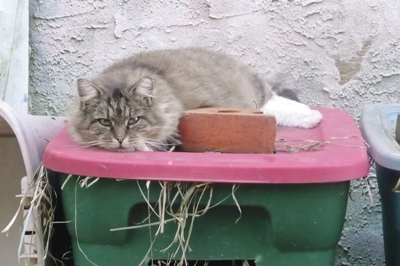 a community cat relaxes atop a shelter