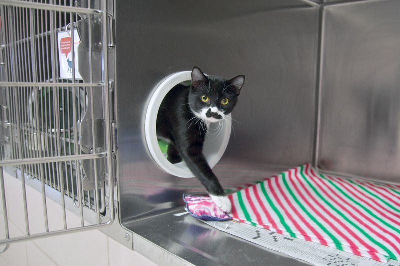 a cat stepping through a portal in a shelter enclosure