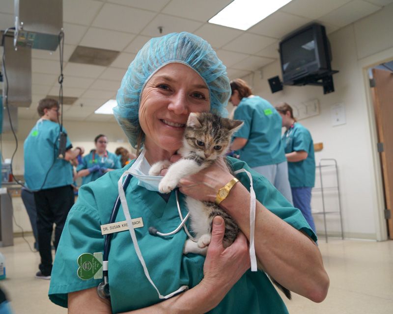 a veterinary surgeon holds a kitten
