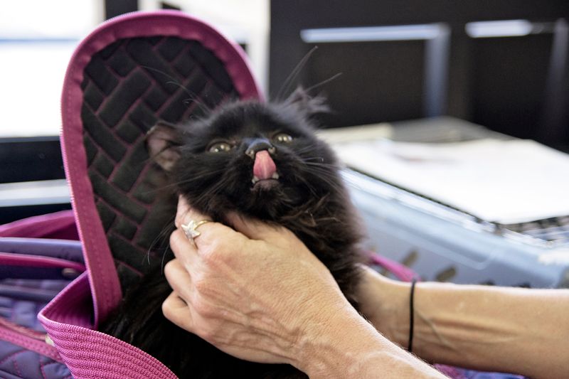 a cat licking its face