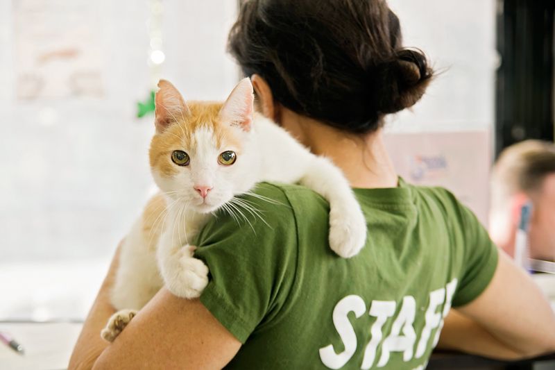 a cat peers over a woman's shoulder