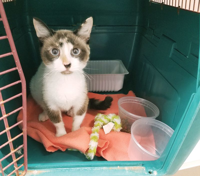 a frightened cat in a crate surrounded by toys and bowls