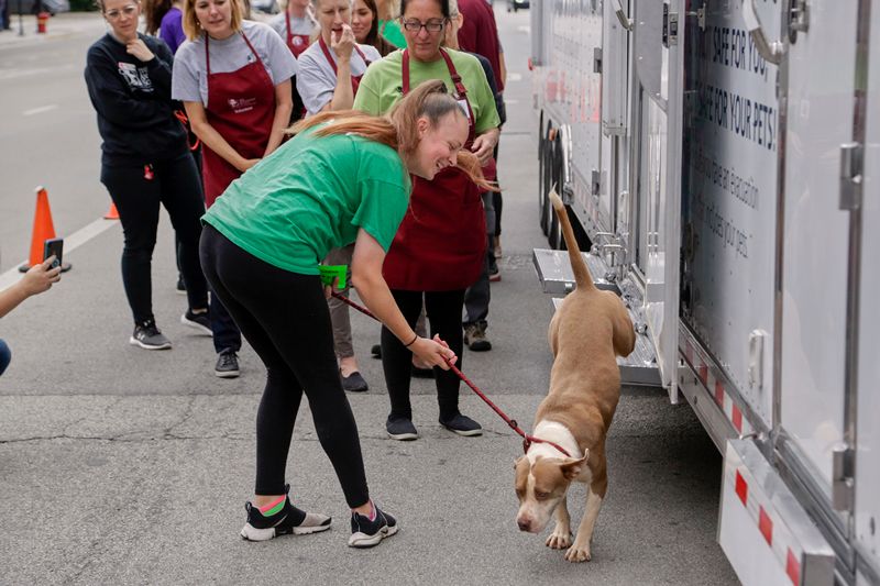 a woman helps a dog exist a transport vehicle