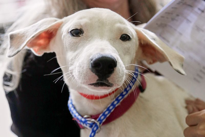 close up of a young dog