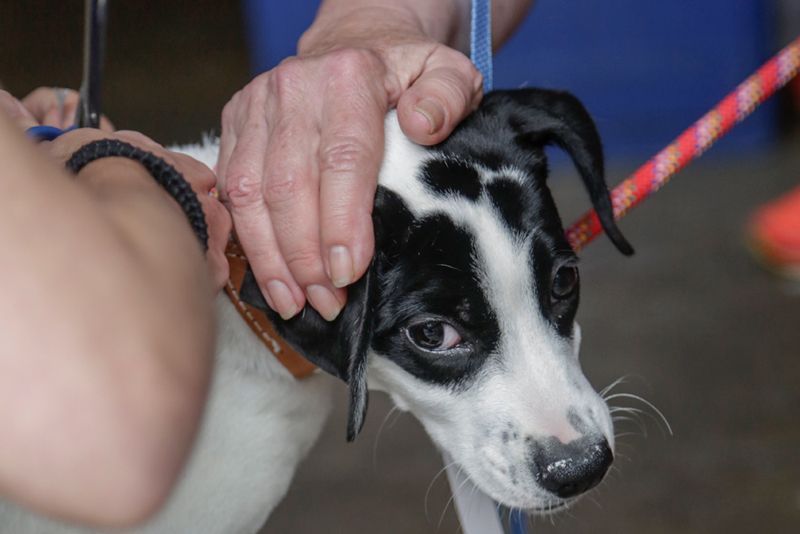 closeup of two people petting a puppy