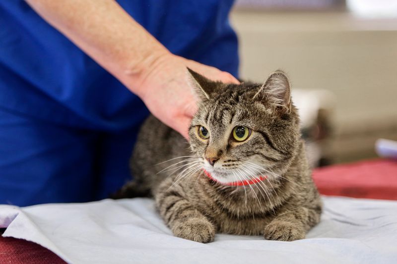 a cat sitting on a blanket