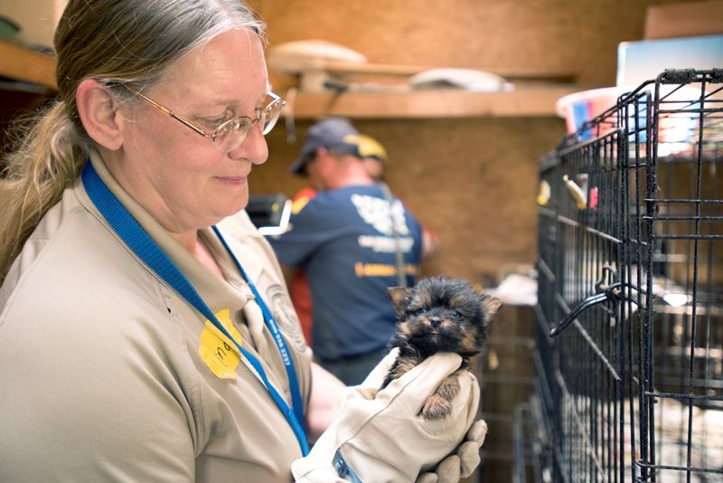 A woman examines a small puppy