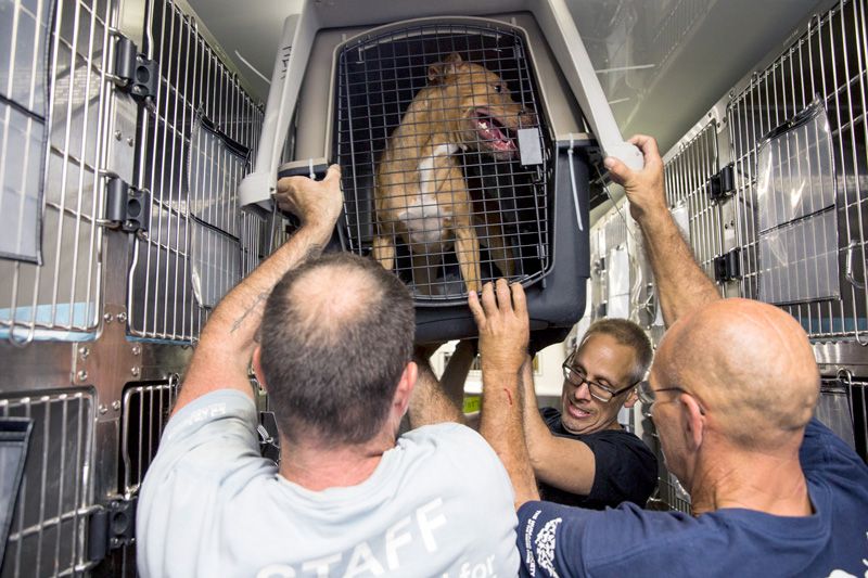 Three men help unload a dog in a crate from a vehicle