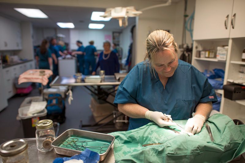 a vet performs surgery