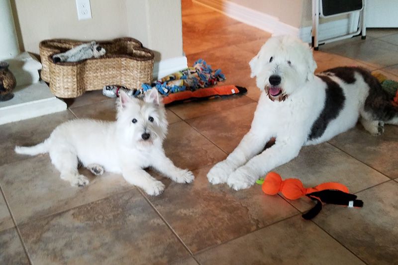 two dogs sitting amidst toys on a tile floor