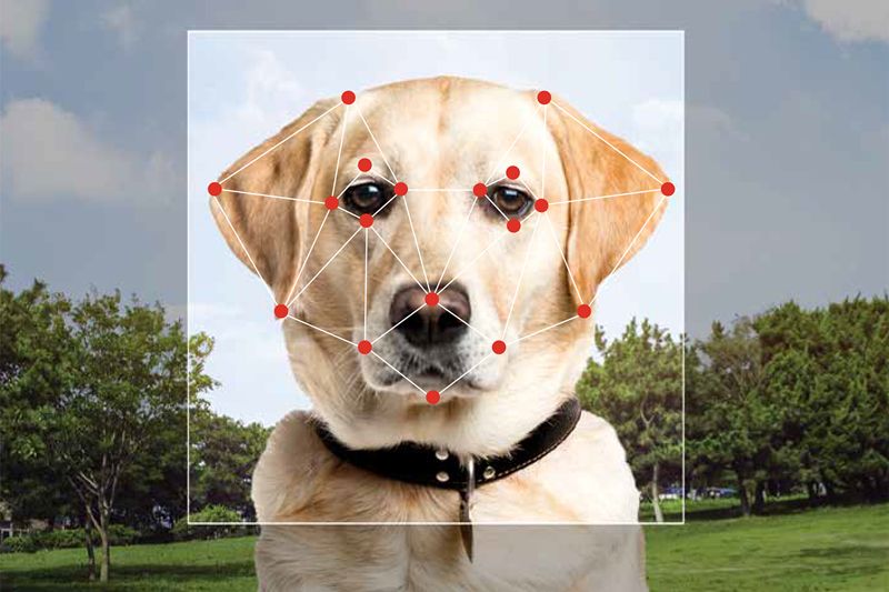 a dog with a layout of dogs over its face