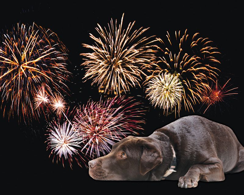 a collage of a frightened dog with fireworks