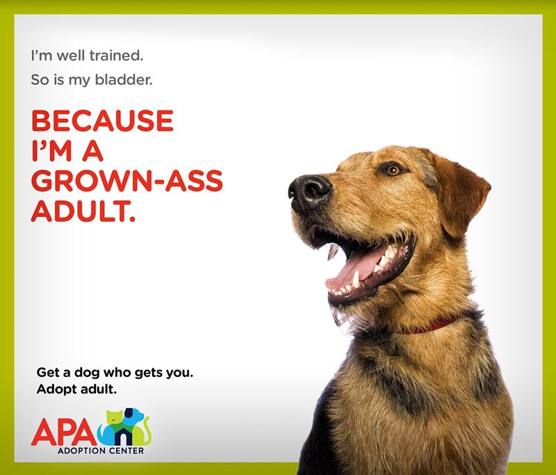 Animal Protective Association ad