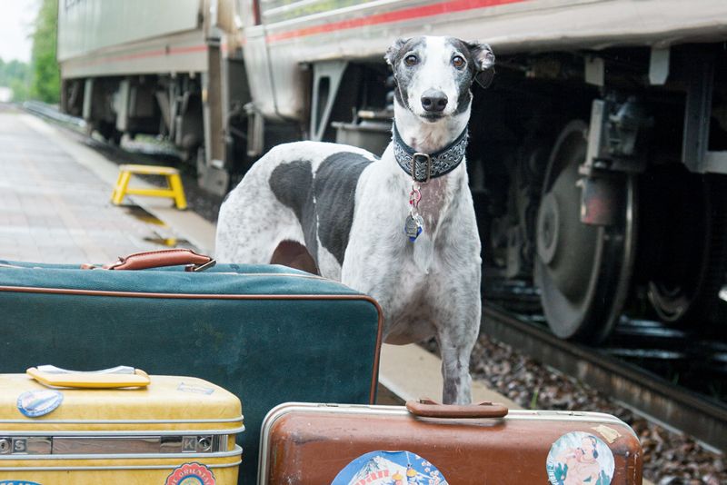 a greyhound standing with luggage alongside a train