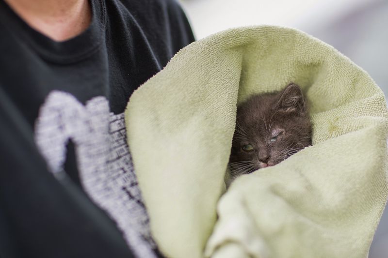 a sick kitten swaddled in towel