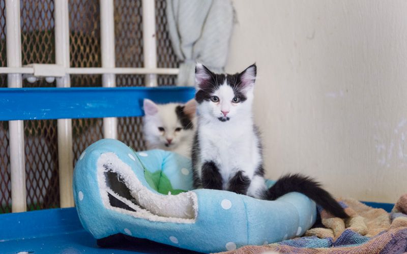 Two kittens sitting on a cat bed