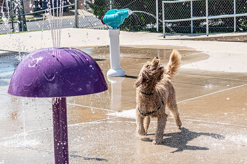 a dog frolicks in fountains near a kiddie pool