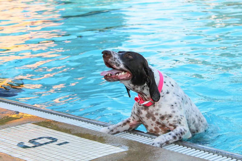 A dog hangs out by the edge of a pool