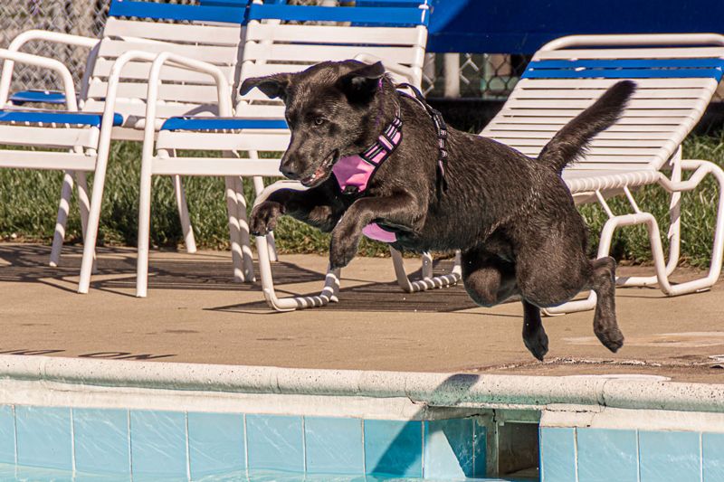 a dog leaps into a pool