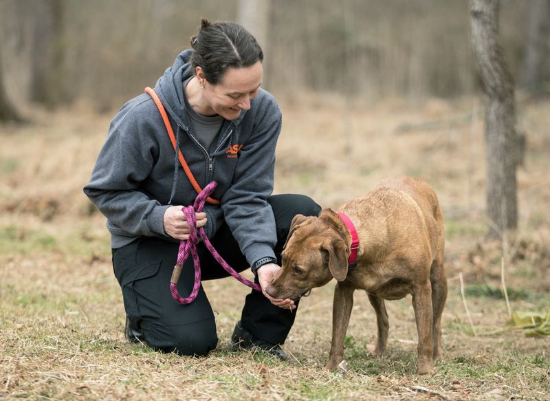 a woman feeds a dog a treat