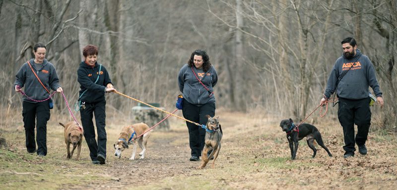 four people walk dogs on leashes on a forest path