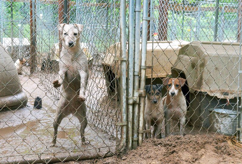 Dogs in cages in deep mud