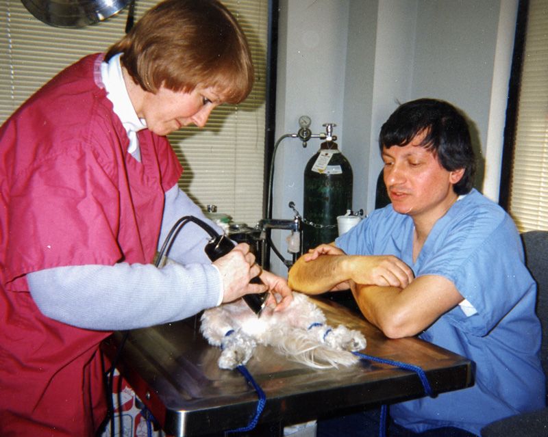a vet tech shaves a dog while the veterinarian looks on