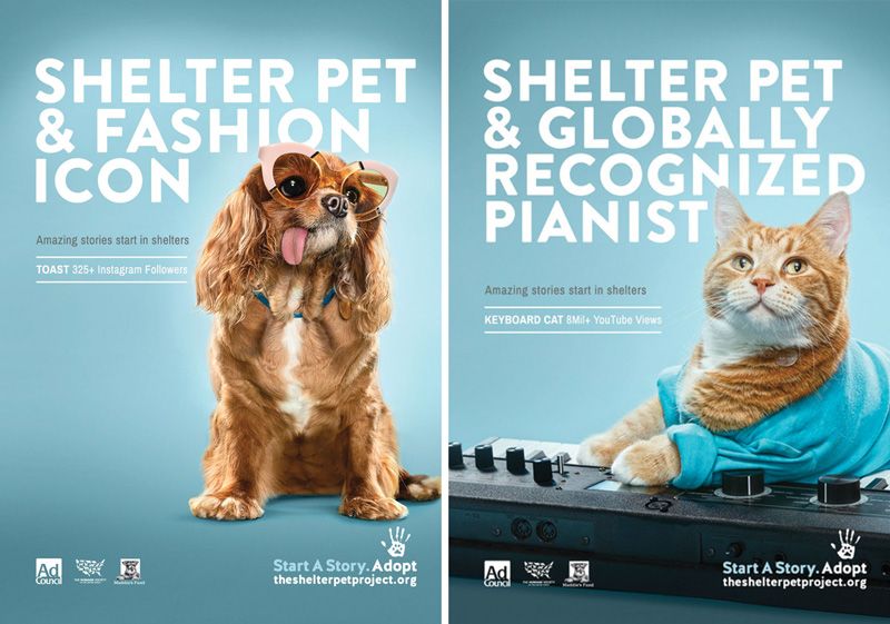 two examples of shelter pet project ads