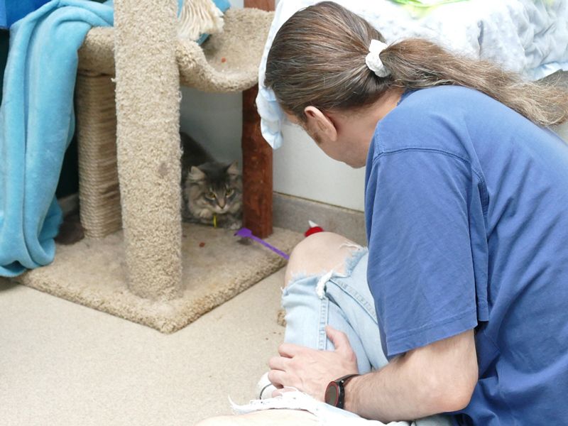 a man playing with a cat