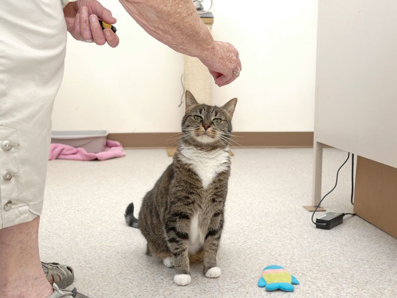 clicker training a cat