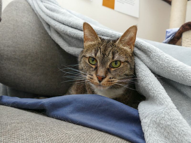 a cat peeking out from a blanket