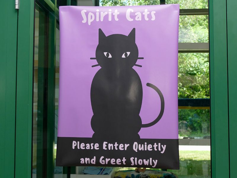 spirit cats sign on shelter door