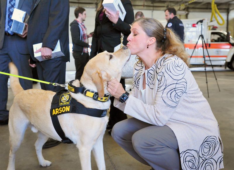 a dog wearing an arson vest licks a woman's chin