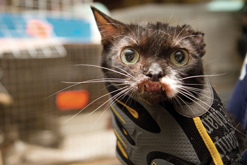 a badly disfigured cat