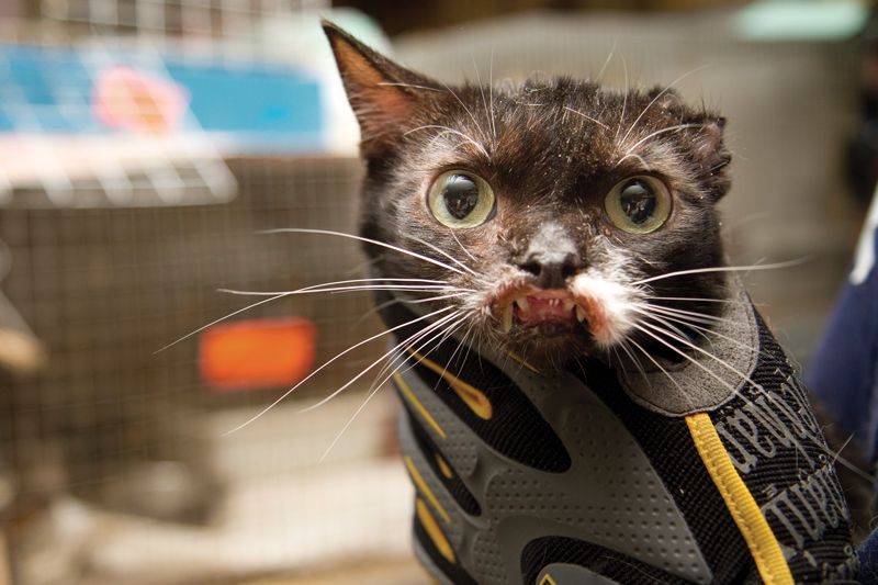 a badly disfigured cat