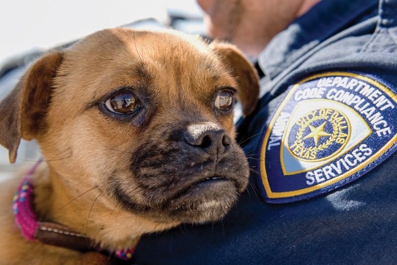 an animal control officer holds a dog
