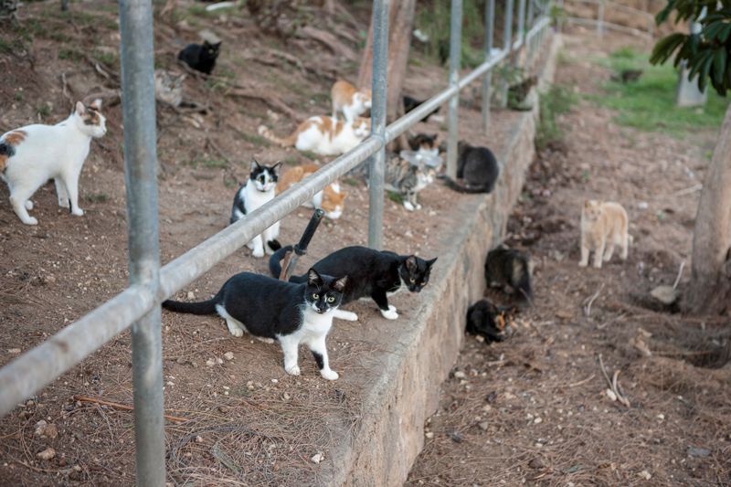 a large group of community cats gathered near a fence