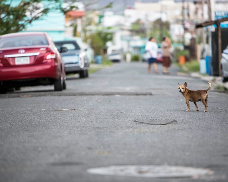 a dog on a street
