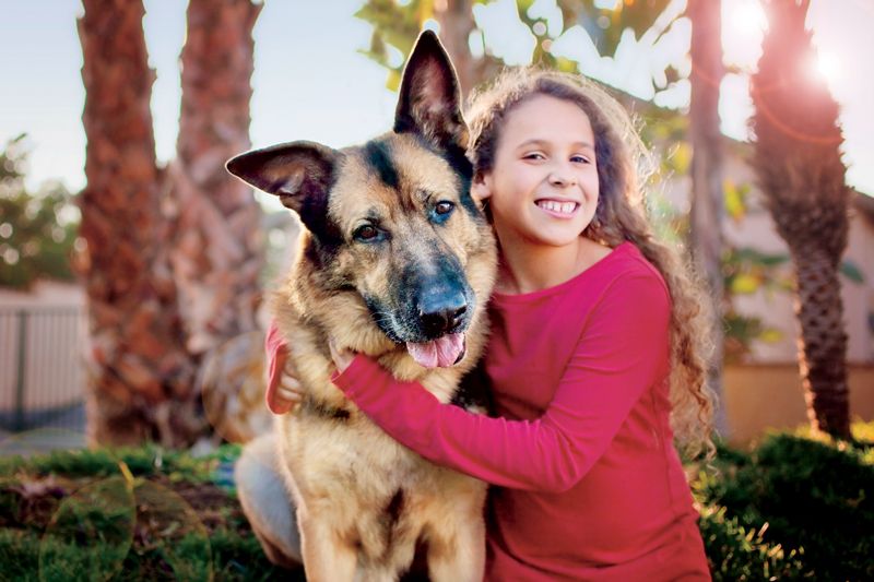 a young girl smiles with an elderly german shepherd