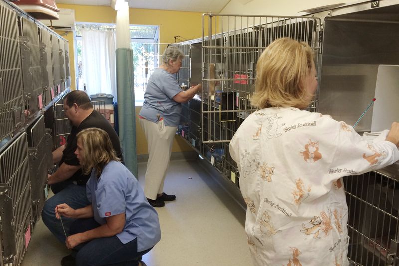 a group of people cleaning shelter cages