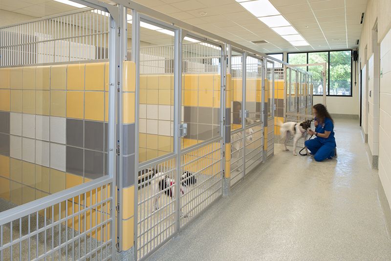 Kennels inside the Houston SPCA.