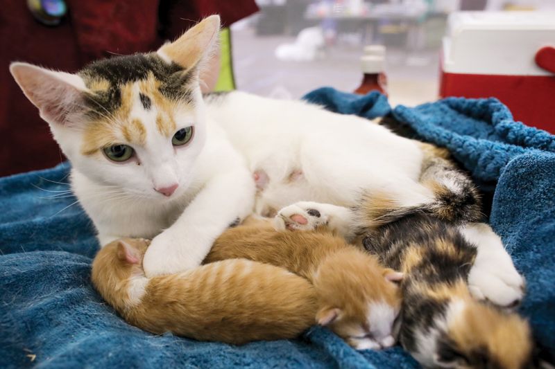 a mother cat with three kittens
