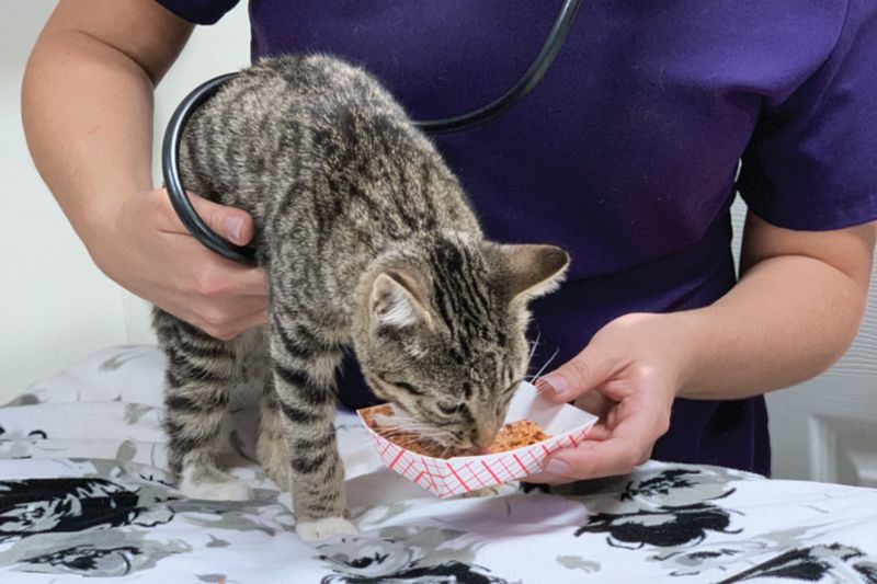 The cats in the hats  HumanePro by The Humane Society of the