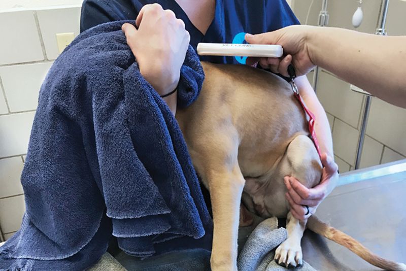 a dog with a towel over its head is scanned for a microchip