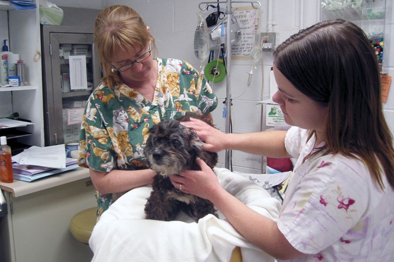 two people examine a dog