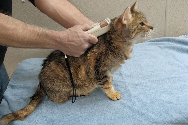 a cat is scanned for a microchip
