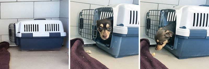 collage of a scared dog being coaxed out of its carrier