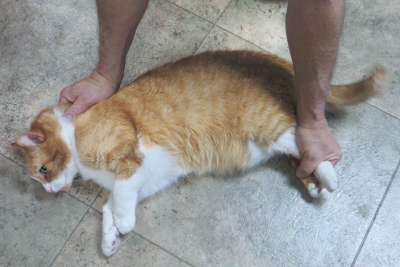 a person grabs a cat by its scruff and hind legs